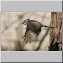 Parus Cristatus - Haubenmeise 12.jpg